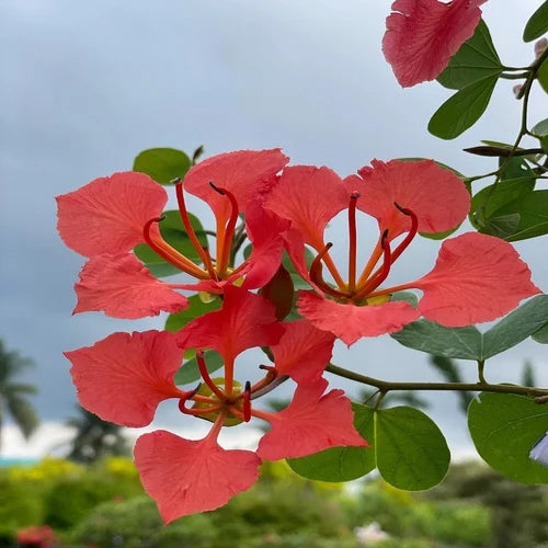 Flower Seeds, Seeds,Seeds For Planting,Plant Seeds