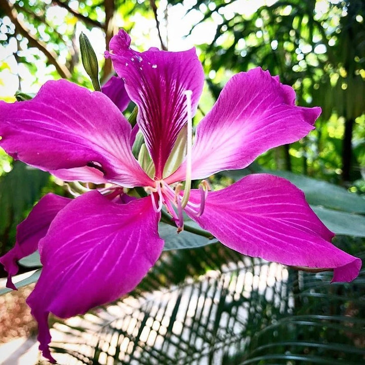Lavender Bauhinia Tree Seeds for Planting – Heirloom Non-GMO High Germination Organic Garden Seeds