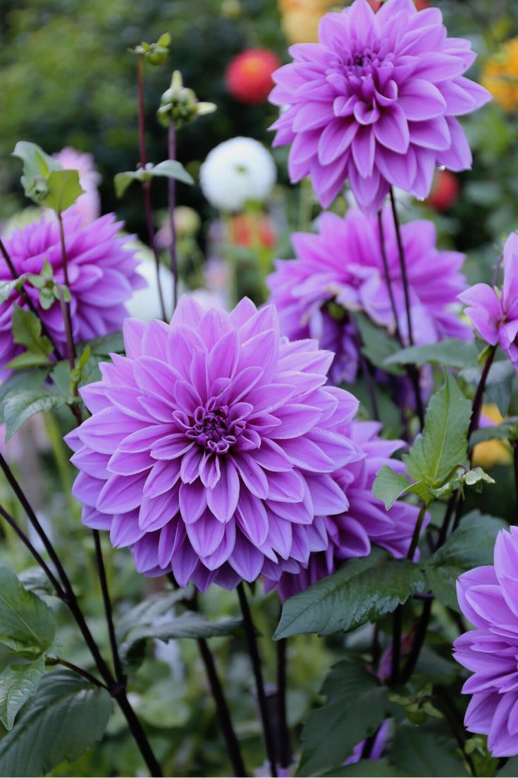 Purple Dahlia Flower Seeds for Planting – Heirloom, Non-GMO, High Germination Organic Garden Seeds