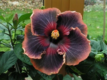 Black Rainbow Hibiscus Flower Seeds – Heirloom, Non-GMO, High Germination Organic Garden Seeds for Planting
