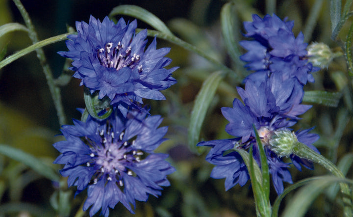 Navy Blue Maidenhair Flower Seeds for Planting – Heirloom, Non-GMO, High Germination Organic Garden Seeds