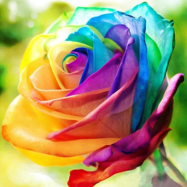 Mixed Rare Rose Flower Seeds for Planting – Heirloom, Non-GMO, High Germination Garden Seeds