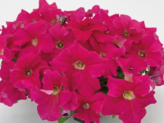 Deep Pink Petunia Flower Seeds for Planting – Heirloom, Non-GMO, High Germination, Organic Garden Seeds