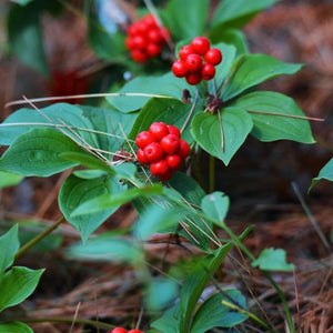 Flower Seeds, Seeds,Seeds For Planting,Plant Seeds