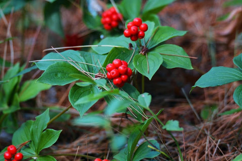 Flower Seeds, Seeds,Seeds For Planting,Plant Seeds