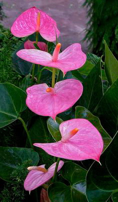 Pink Anthurium Flower seeds for Planting - Pollinator Friendly, Heirloom & GMO Free Seeds for Home Garden, 100 pcs