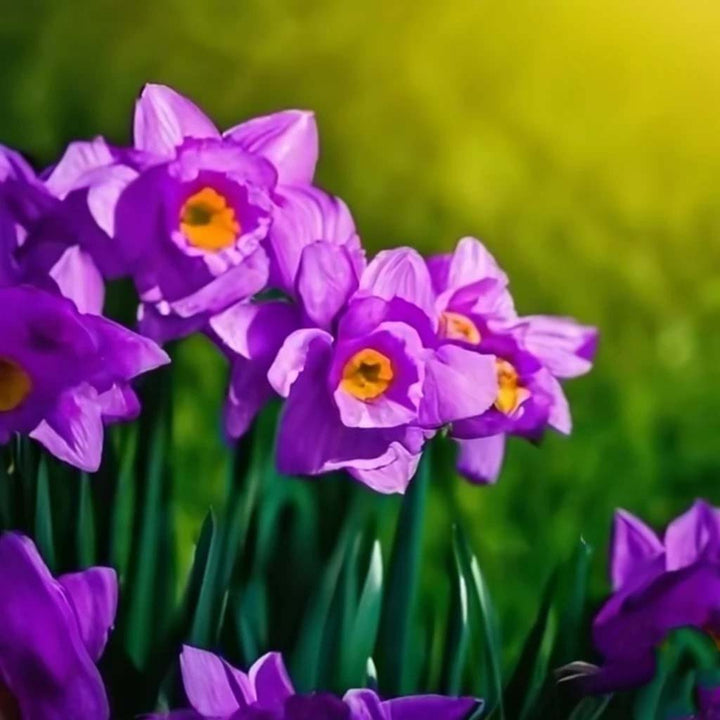 Violet Daffodil Flower Seeds for Planting – Heirloom Non-GMO Organic Garden Seeds with High Germination