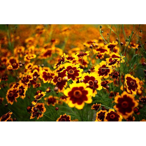 Flower Seeds, Seeds,Seeds For Planting,Plant Seeds