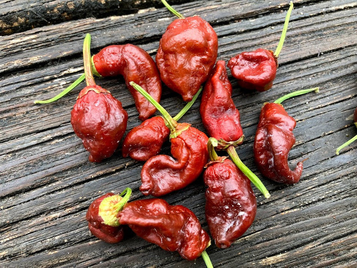 Chocolate Bubblegum Pepper Seeds for Planting – Heirloom Non-GMO Unique Spicy Vegetable Seeds with High Germination