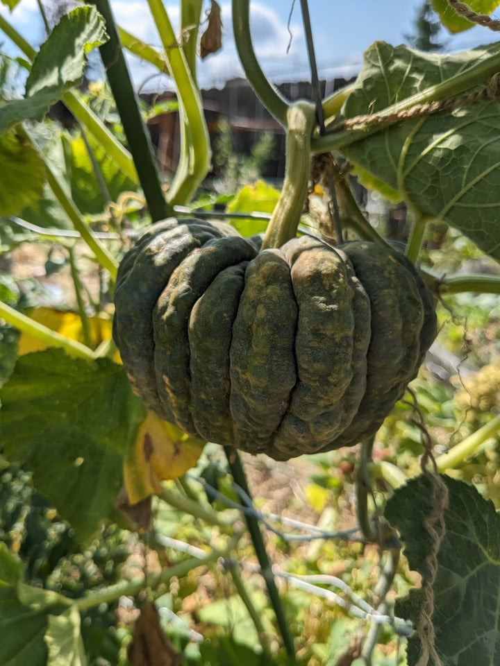 Futsu Squash Seeds for Planting – Heirloom, Non-GMO, Nutty-Flavored Winter Vegetable – High Germination