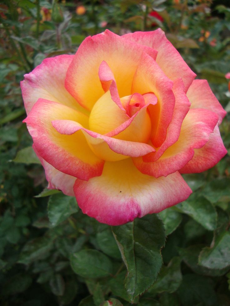 Orange Pink Rose Flower Seeds for Planting – Heirloom, Non-GMO, High Germination Organic Garden Seeds