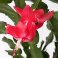 Deep Red Schlumbergera Flower Seeds for Planting – Heirloom, Non-GMO Long-Bloom Organic Garden Seeds