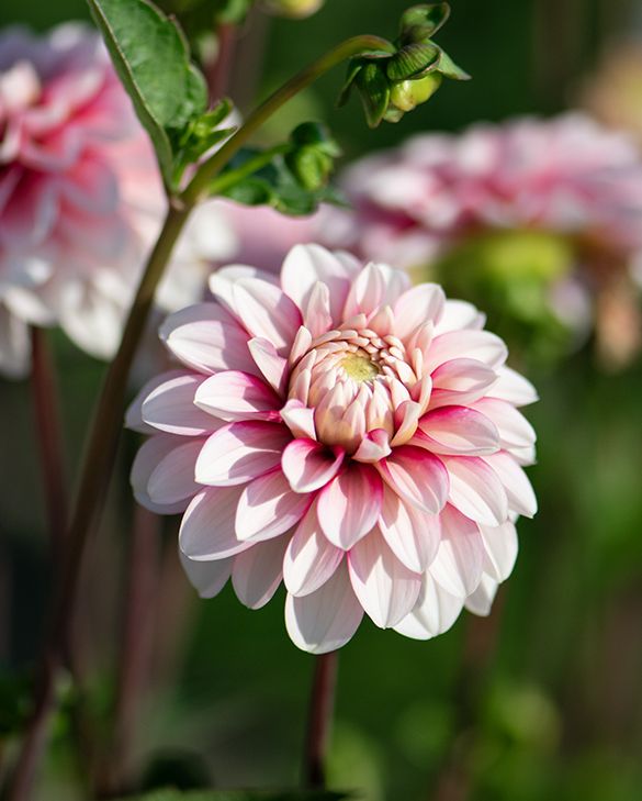 Rose White Dahlia Flower Seeds for Planting – Heirloom, Non-GMO, High Germination