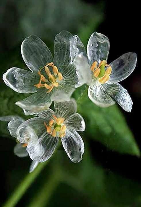 Transparent Skeleton Flower Seeds for Planting – Heirloom, Non-GMO, Easy to Grow Organic Garden Seeds