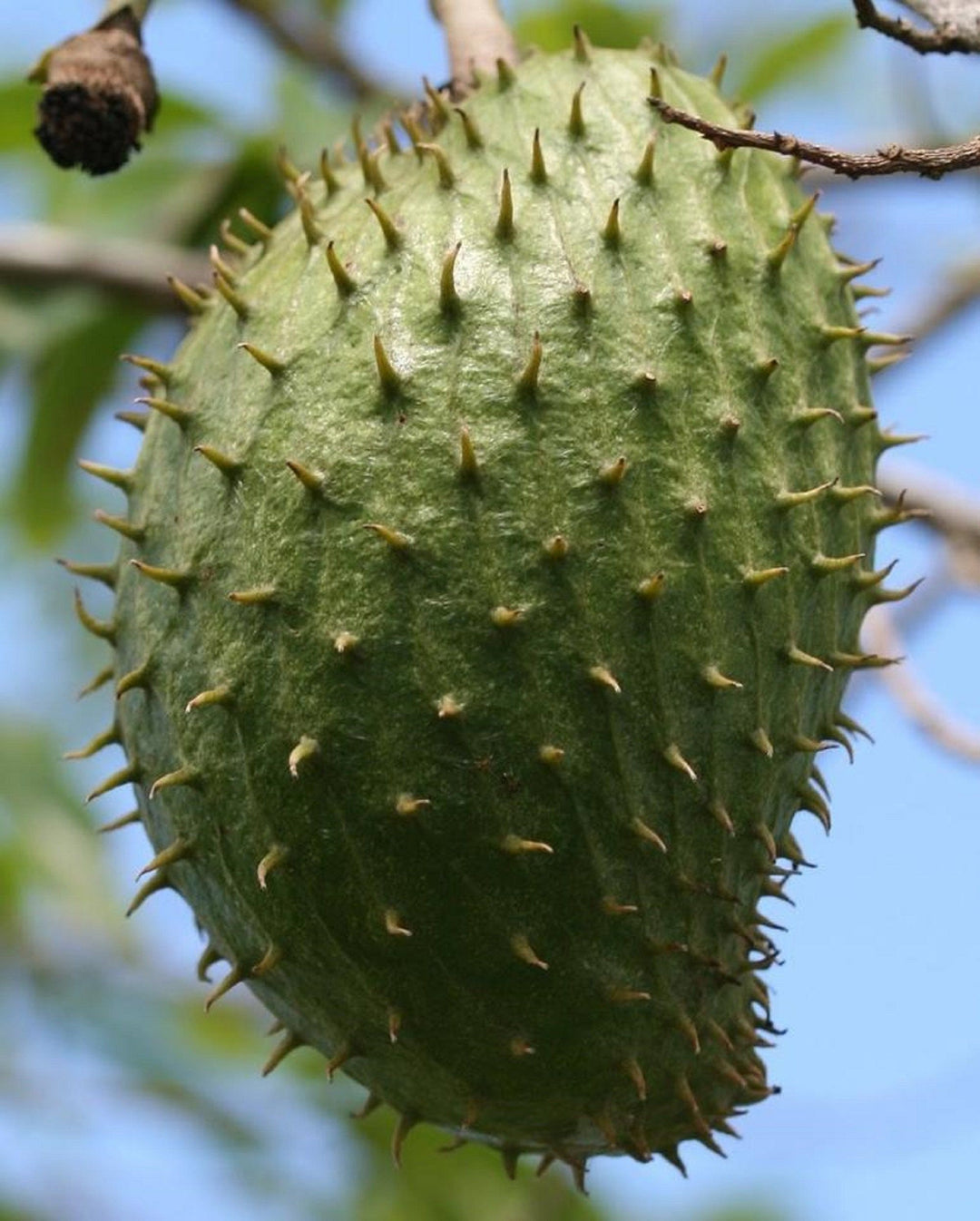 Soursop Fruit Seeds for Planting – Heirloom, Non-GMO Tropical Nutrient-Rich Garden Fruit Seeds