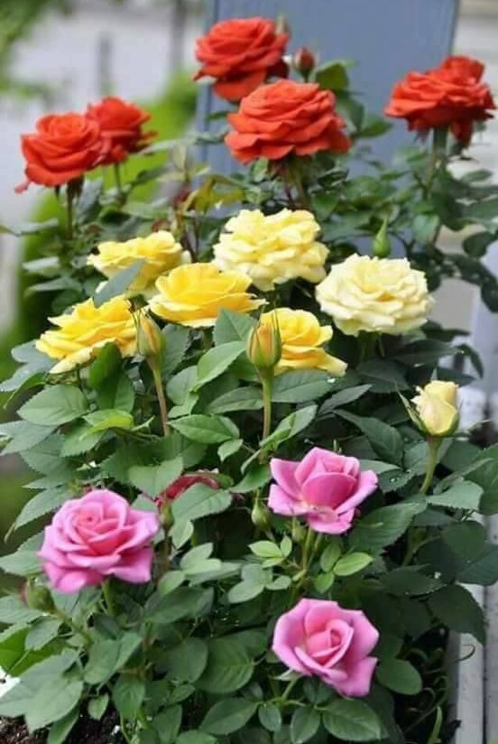 Mixed Colour Rose Balcony Flower Seeds for Planting – Heirloom, Non-GMO, Seasonal Bloomer, High Germination