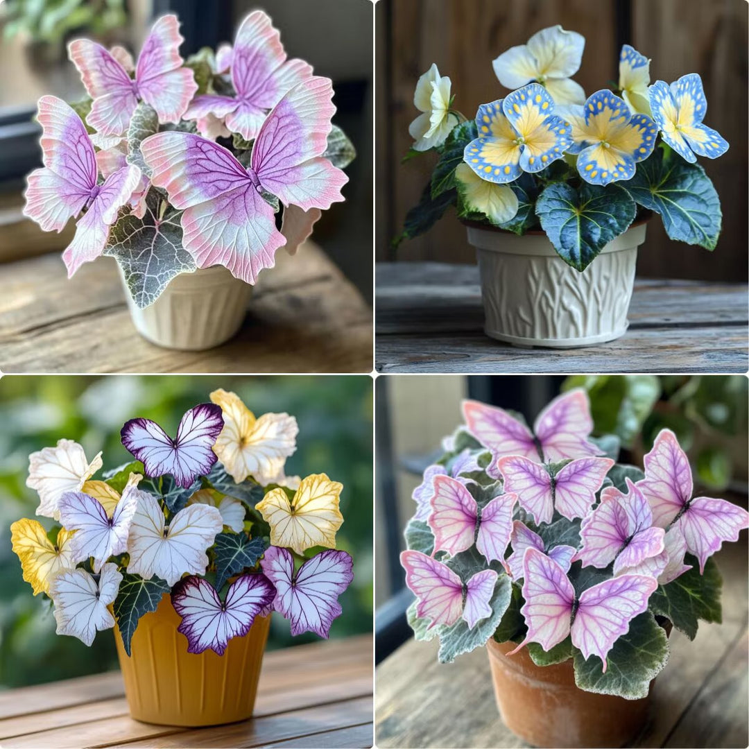 Grow Elegant Butterfly Begonia Blooms for Beautiful Garden Displays