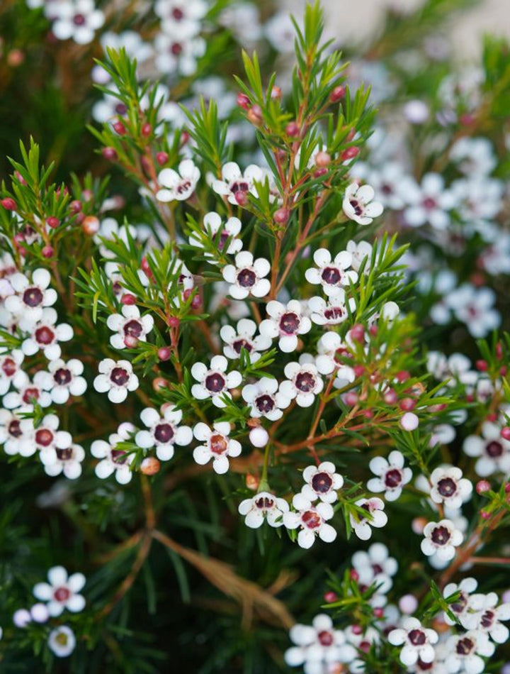 Flower Seeds, Seeds,Seeds For Planting,Plant Seeds