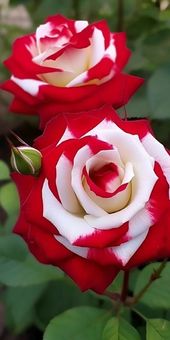Dark Red White Rare Rose Flower Seeds for Planting – Heirloom, Non-GMO, High Germination Organic Garden Seeds