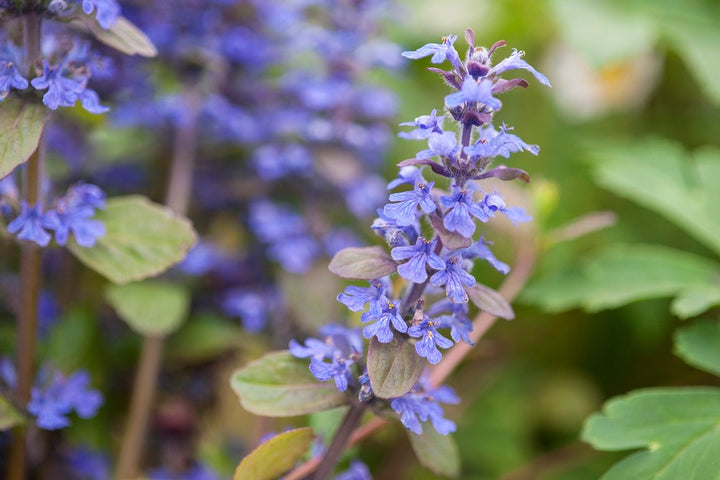 Ajuga Reptans Flower Seeds for Planting – Heirloom Non-GMO, High Germination Organic Garden Seeds