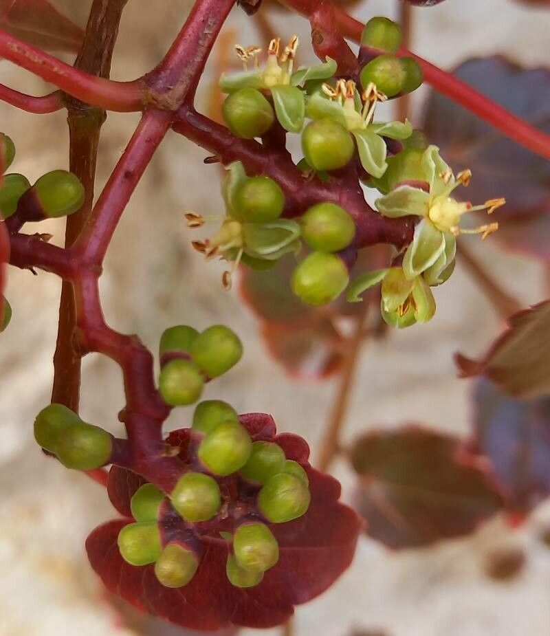 Parthenocissus Tricuspidata Flower Seeds for Planting | Heirloom Non-GMO Organic Garden Seeds
