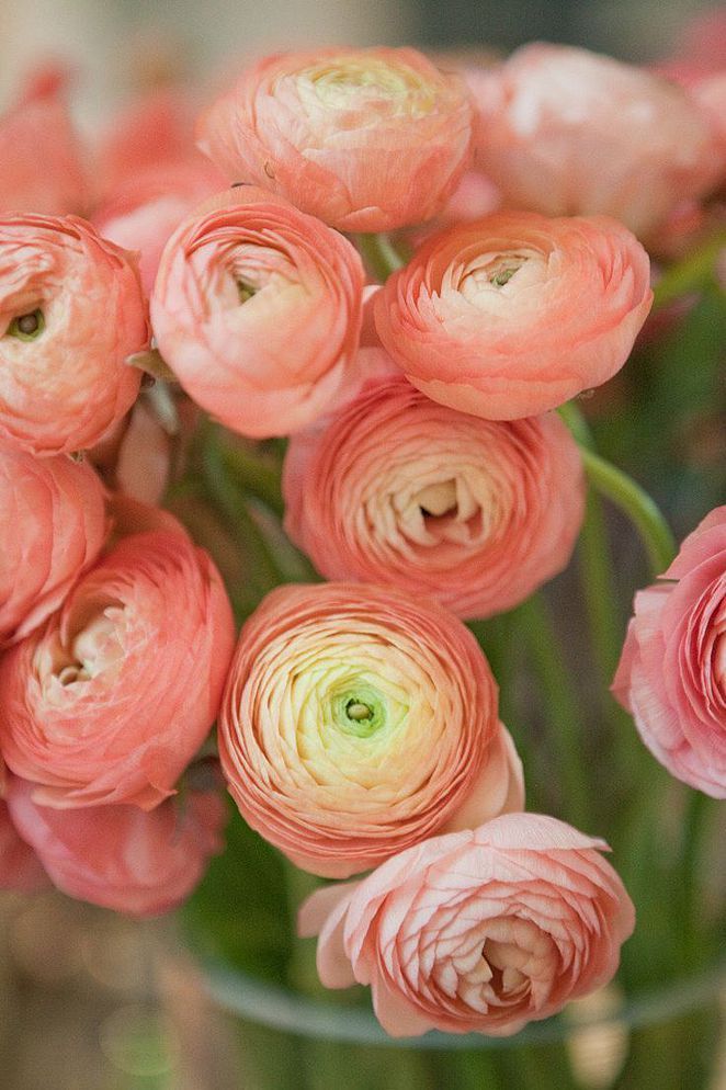 Peach Ranunculus Flower Seeds for Planting – Heirloom, Non-GMO, Drought Tolerant, High Germination
