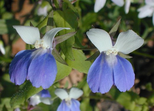 Collinsia Verna Flower Seeds for Planting – Cottage Garden Essential, Heirloom, Non-GMO, High Germination Organic Seeds