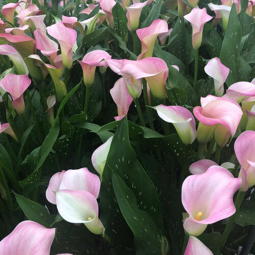 Baby Pink Calla Flower Seeds for Planting | Heirloom Non-GMO High Germination