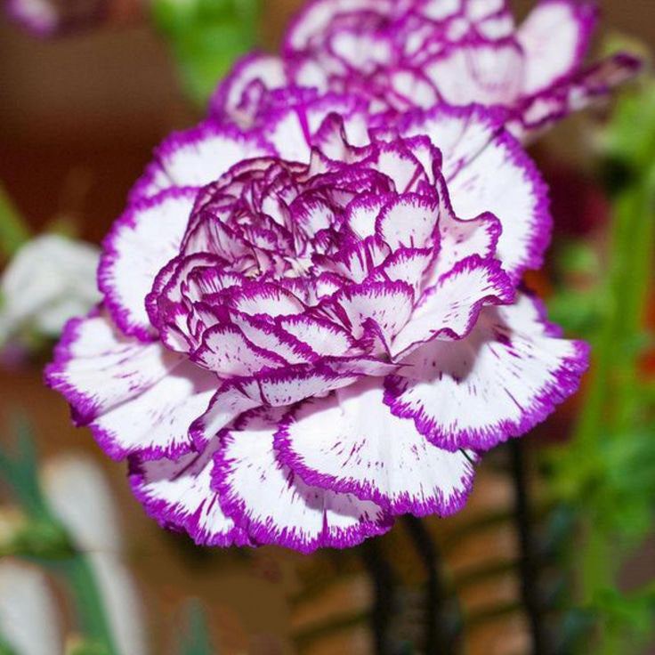 Violet Mix Dianthus Caryophyllus Flower Seeds for Planting – Heirloom Non-GMO High Germination Organic Garden Seeds