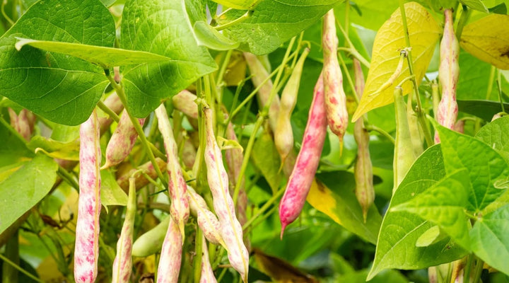 Pink White Pinto Bean Seeds – Heirloom Non‑GMO Nutritious Vegetable Seeds for Planting, Organic Garden Seeds