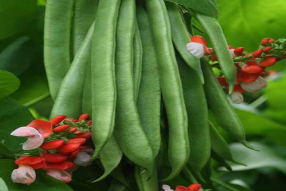 Runner Bean Vegetable Seeds for Planting – Heirloom & Non-GMO Garden Seeds