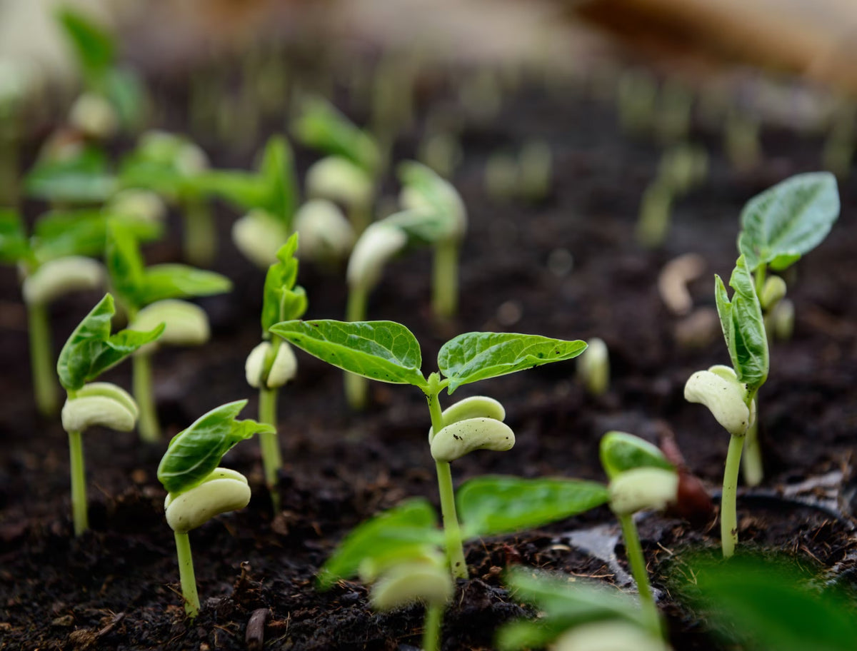White Bush Bean Seeds for Planting – Heirloom Non-GMO Productive Vegetable Garden Seeds with High Germination