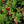 Bearberry fruit seeds for planting - Heirloom & Non-GMO Garden seeds
