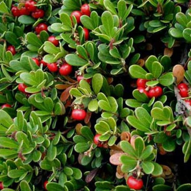 Bearberry fruit seeds for planting - Heirloom & Non-GMO Garden seeds