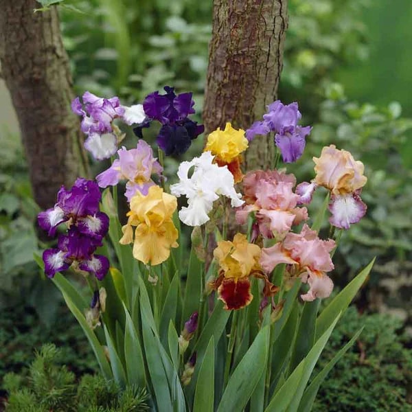 Iris Flower Seeds for Planting – Premium Quality Heirloom Non-GMO Seeds for Home Garden