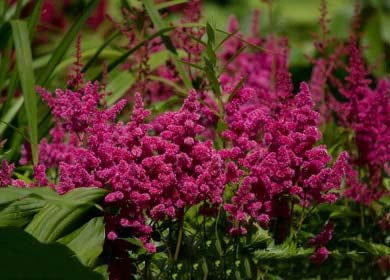Dark Pink Astilbe Flower Seeds for Planting – Heirloom, Non-GMO, High Germination Garden Seeds