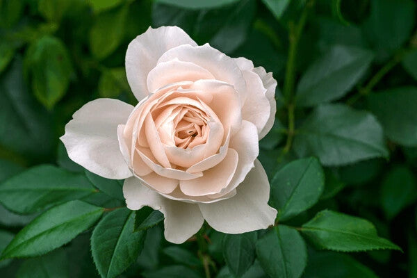 Cream Dragon Rose Flower Seeds for Planting – Heirloom Non-GMO, High Germination Organic Garden Seeds