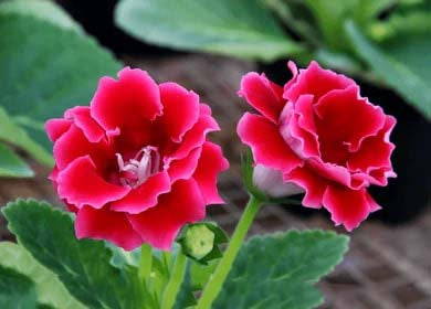 Pink Red Gloxinia Flower Seeds for Planting – Heirloom, Non-GMO, High Germination Organic Garden Seeds
