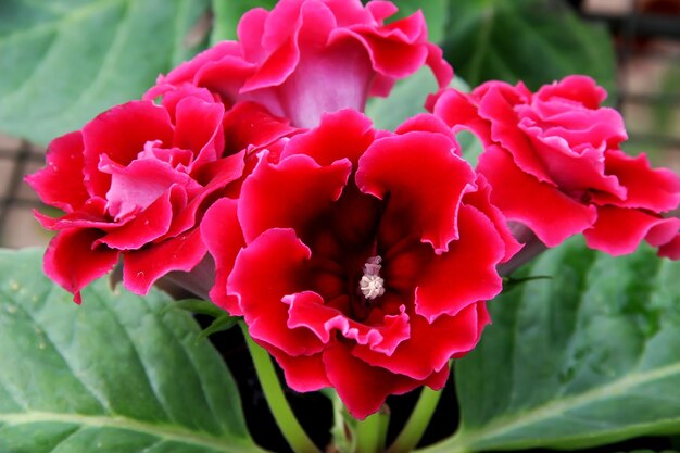 Red Gloxinia Flower Seeds for Planting – Heirloom, Non-GMO, Colorful Display, High Germination