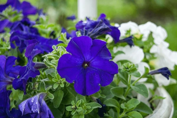 Blue Double Petunia Flower Seeds for Planting – Heirloom, Non-GMO, High Germination Organic Garden Seeds
