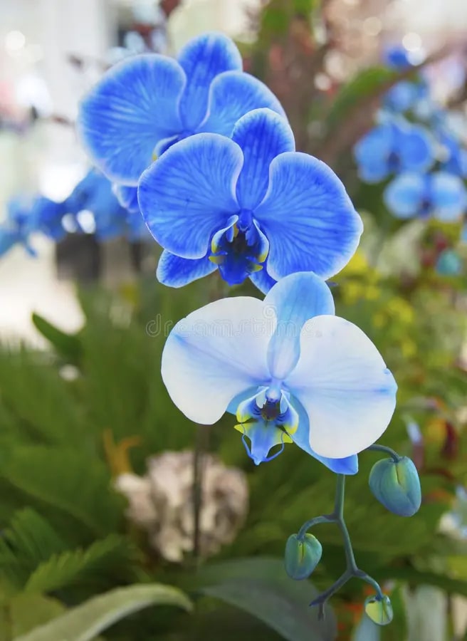 Phalaenopsis Flower Seeds for Planting Sky Blue & White – Seasonal Bloomer, Heirloom, Non-GMO, High Germination Organic Garden Seeds