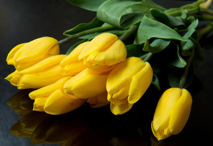 Deep Yellow Tulip Flower Seeds for Planting – Heirloom, Non-GMO, Compact Growth, High Germination