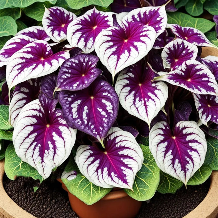 Caladium Bicolor Violet Flower Seeds for Planting – Heirloom, Non-GMO, High Germination Organic Garden Seeds