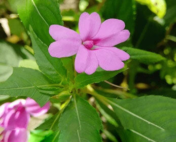Balsamine Flower Seeds for Planting – Heirloom Non-GMO, High Germination Organic Garden Seeds