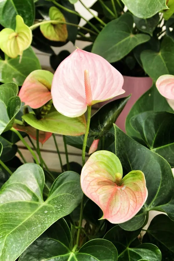 Green Light Pink Anthurium for Planting – Heirloom Non-GMO Seeds for Planting, High Germination