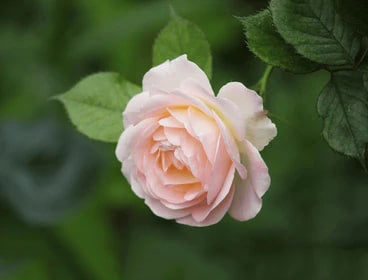Cream Rose Flower Seeds for Planting – Heirloom, Non-GMO, High Germination Organic Garden Seeds