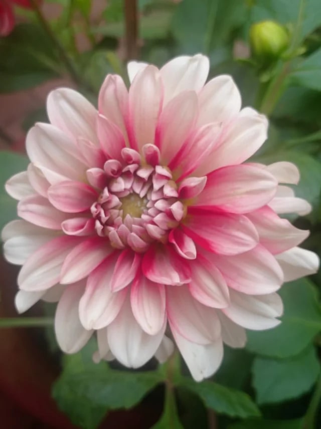 Rose White Dahlia Flower Seeds for Planting – Heirloom, Non-GMO, High Germination