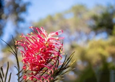 Red Grevillea Robusta Flower Seeds for Planting – Cut Flower Favorite, Heirloom, Non-GMO Organic Garden Seeds