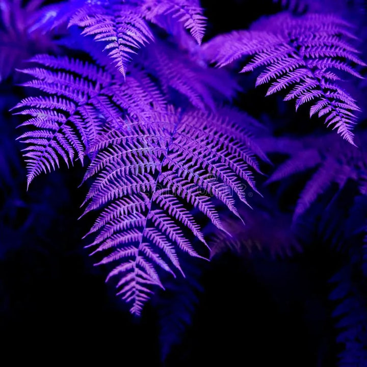Fern Violet Seeds for Planting – Low Maintenance, Heirloom, Non-GMO, High Germination