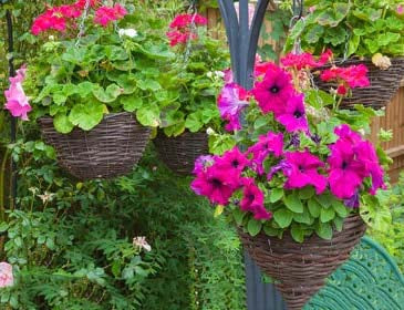 Pink Purple Hanging Petunia Seeds for Planting – Heirloom, Non-GMO, High Germination Organic Garden Seeds